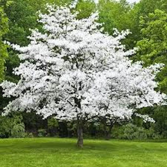 White Dogwood Trees 12-24in Bare Root Live Plant Cornus florida - 3 Pack, Showy White Blooms, Attracts Birds & Butterflies