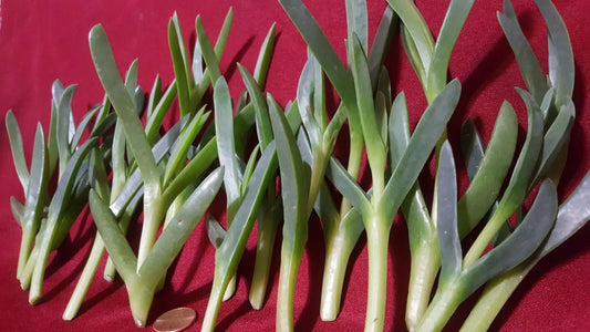 Ice Plant Succulent Live Cuttings 17 Pieces 3-5 Inches Coastal Pig Face (Delosperma spp.)