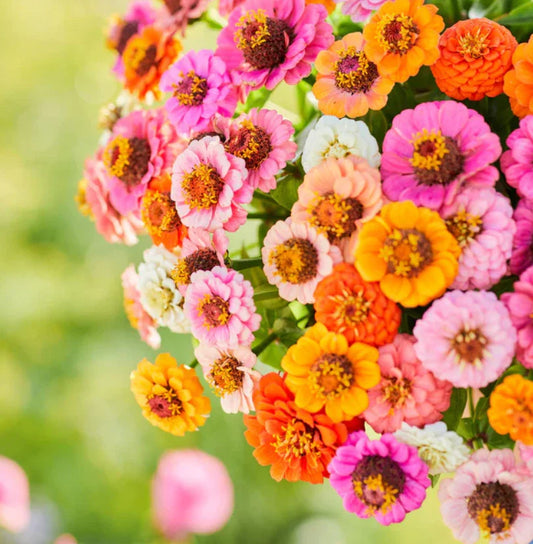 Zinnia Seeds Pack - 500 Non-GMO Petite Dwarf Button Box Mix - Colorful Annual Flowers for Garden Planting