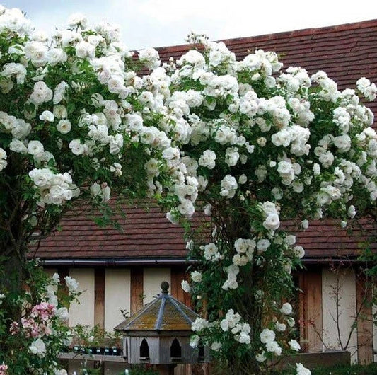 Climbing White Rose Seeds - 10 Pack - Perennial Flower Bush - Rosa spp.
