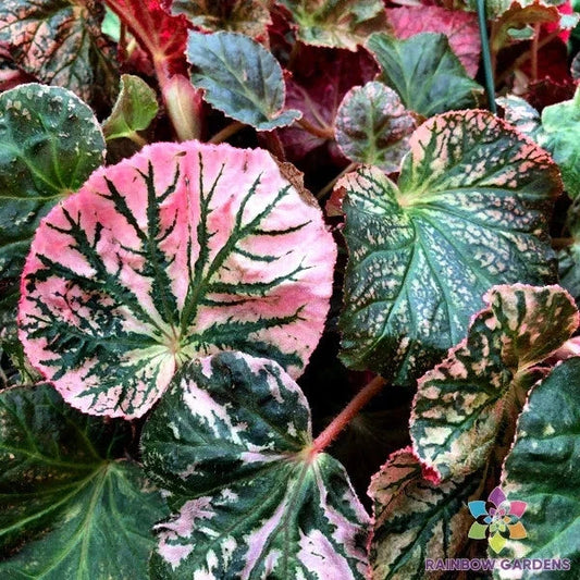 Midnight Sun Begonia Seeds - 25+ Pack for Garden Planting - USA - Free Shipping - (Begonia x tuberhybrida)