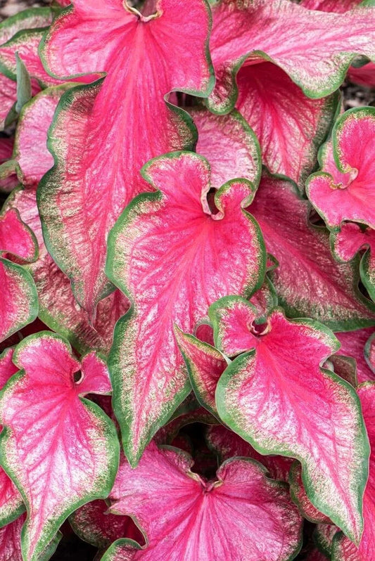 Lava Glow Caladium Bulbs - Perennial Elephant Ears, Fancy Variegated Foliage, Garden Planting