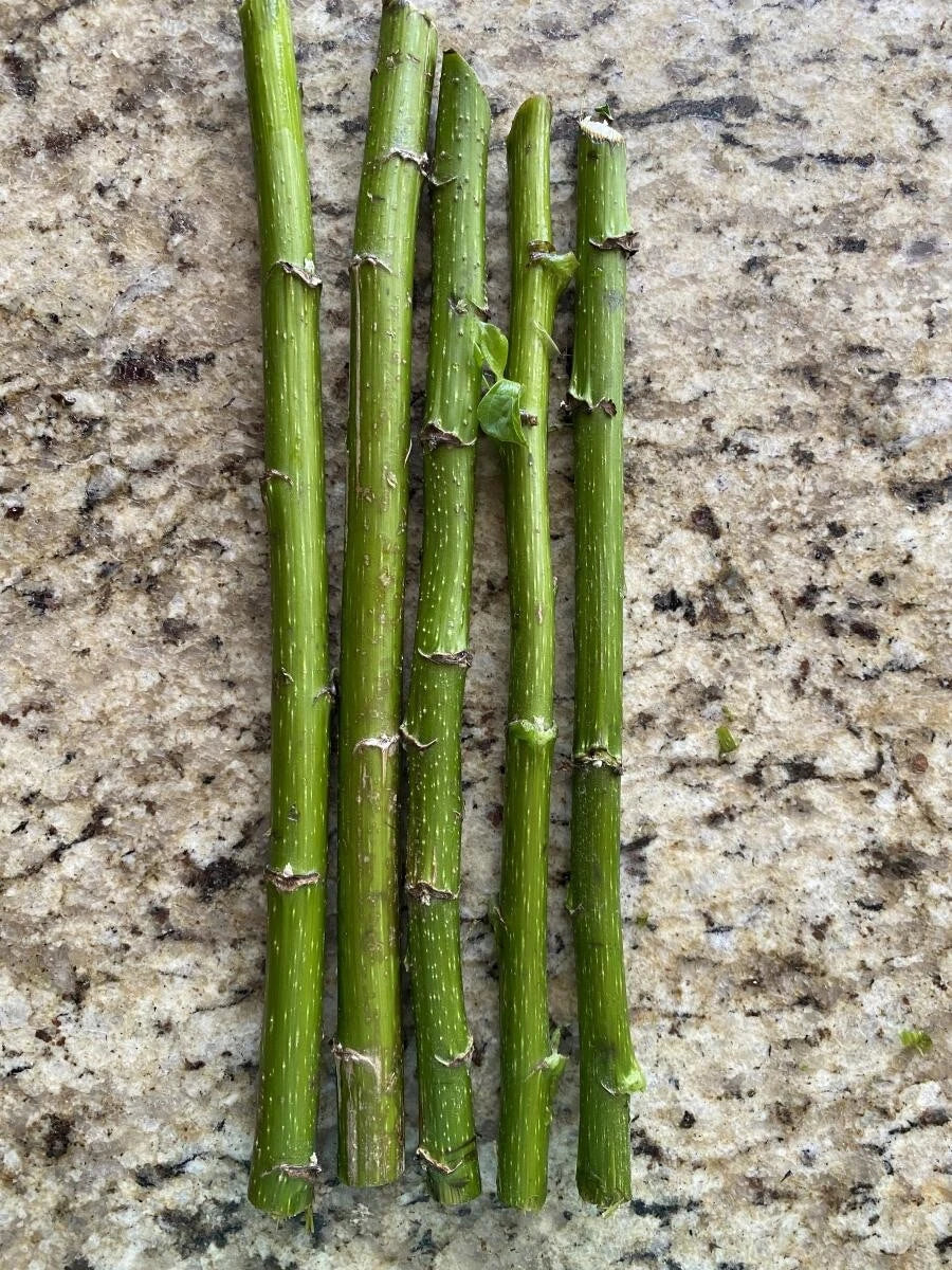 5 Mexican Sunflower Cuttings – Tithonia diversifolia Live Unrooted Stems – Fast-Growing Pollinator Plant for Gardens, Borders & Landscaping