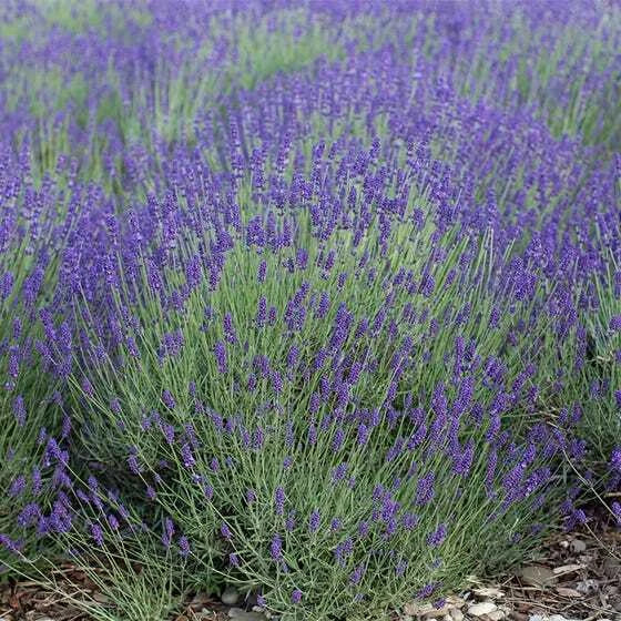 Lavender Seeds 500 Count True English Vera Fragrant Flowers Perennial Medicinal Non-GMO (Lavandula angustifolia)