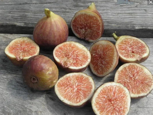 Florea Fig Seeds - 100+ Seeds for Garden Planting - Ficus carica - USA - Free Shipping