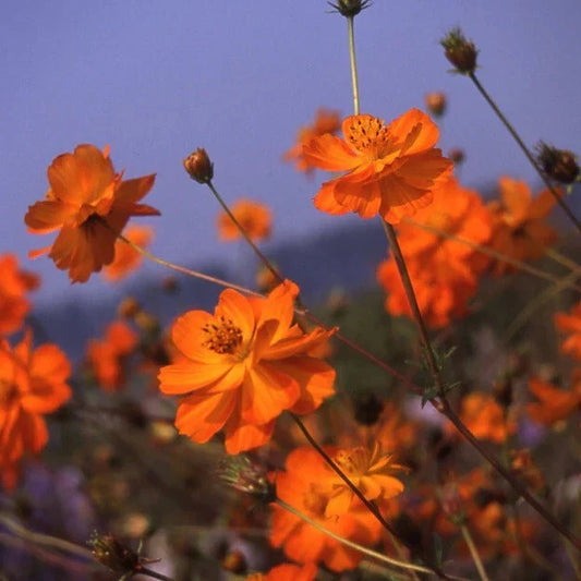 Cosmos Flower Seeds - Crest Orange Variety - Sulphur Cosmos - Cosmos sulphureus 'Crest Orange'