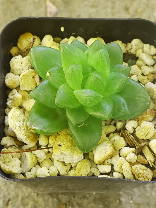 Haworthia Cymbiformis Var. Obtusa - 2" Potted Plant - Rare Cute Succulent - Finger Magnet