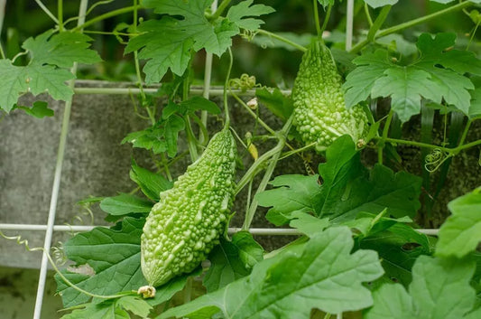 20 Bitter Gourd Seeds for Planting, Green Bitter Melon Vine Seeds, Momordica charantia