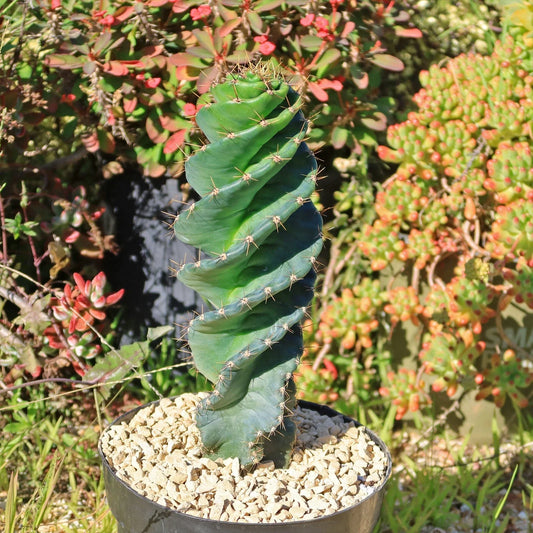 Spiral Cactus Plant - Cereus forbesii 'Spiralis' - Live Cacti Succulent for Home Decor, Indoor Gardening