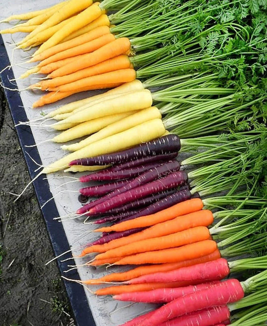 Rainbow Carrot Seeds Mix - 200+ Non-GMO Heirloom Organic Seeds - Fresh Vegetable Garden Variety