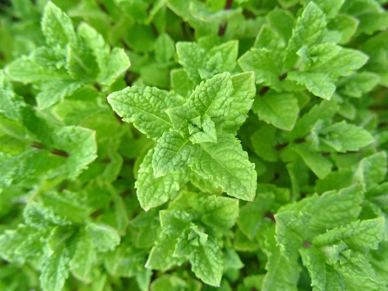 Peppermint Seeds - 1000 Count - Non-GMO - Mentha × piperita - Aromatic Herb for Cooking and Gardening