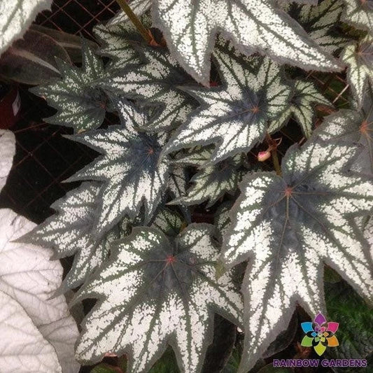 Little Brother Montgomery Begonia Seeds - 25+ Pack - Perfect for Garden - USA Grown - Free Shipping