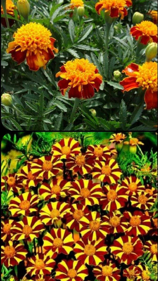 French Marigold Seeds Mix - COURT JESTER & DOUBLE DWARF Non-GMO, 200 Seeds - Colorful Garden Blooms (Tagetes patula)