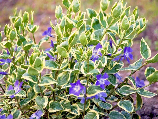 Variegated Vinca Vine Ground Cover Plants 12" - Live Perennial Plants (Vinca minor) - 4 Pack