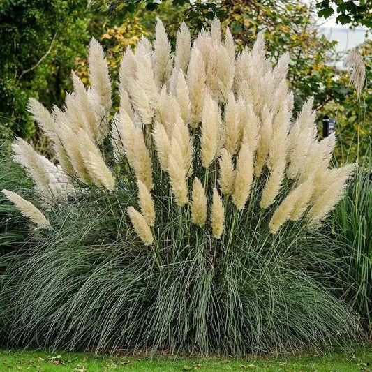 White Pampas Grass Seeds - 30 Organic Seeds - Cortaderia selloana - USA Grown, Free Shipping
