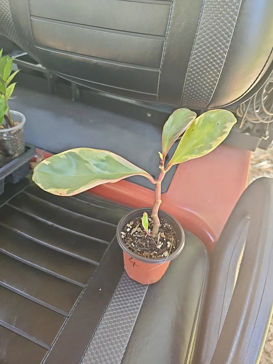 Peperomia Clusiifolia Jelly Plant 3.5" Pot Green Pink White Variegated Indoor Houseplant