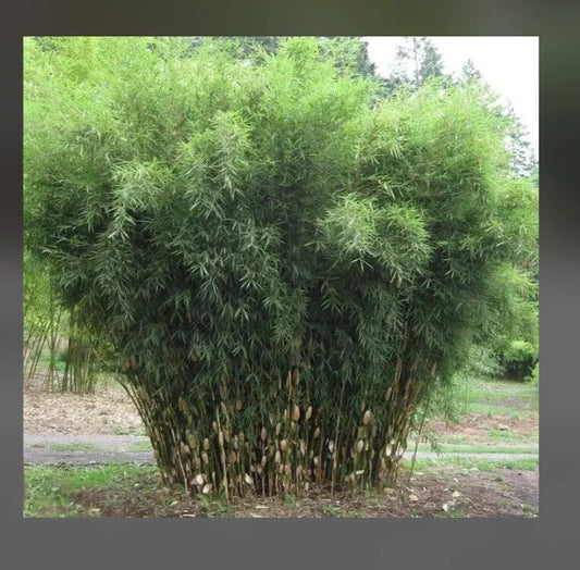 Fountain Bamboo Plant - 18-24” Clumping Non-Invasive Cold Hardy - Fargesia
