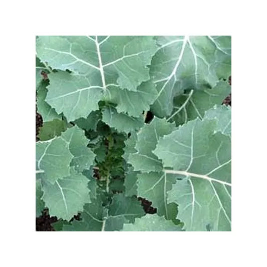 Premier Kale Seeds - 2,000 Count, Early Hanover Non-GMO Heirloom, Organic Vegetable Seeds for Home Gardening