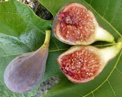Celeste Fig Plant 3" Pot Ficus carica 'Celeste' Rooted Live Plant