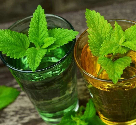 Lemon Balm Seeds 500 Seeds Herbal Plant Melissa officinalis Organic Gardening