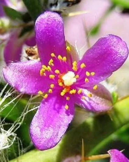 Rare Cactus Plant 4" Pereskia diaz romeroana with Caudex, Unique Succulent for Indoor Gardening