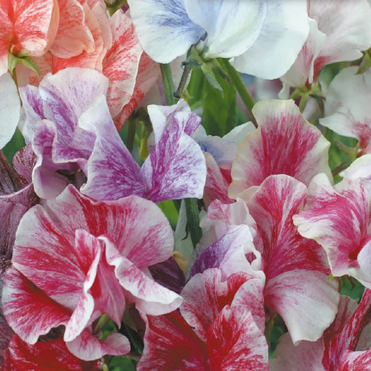Sweet Pea Seeds | Streamer Mix | Heirloom Flower Seeds | Lathyrus odoratus | Non-GMO