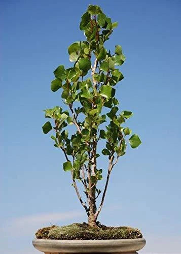 Bonsai Tree Cutting - Easy to Grow Indoor/Outdoor - Grow Our Love - Ficus retusa