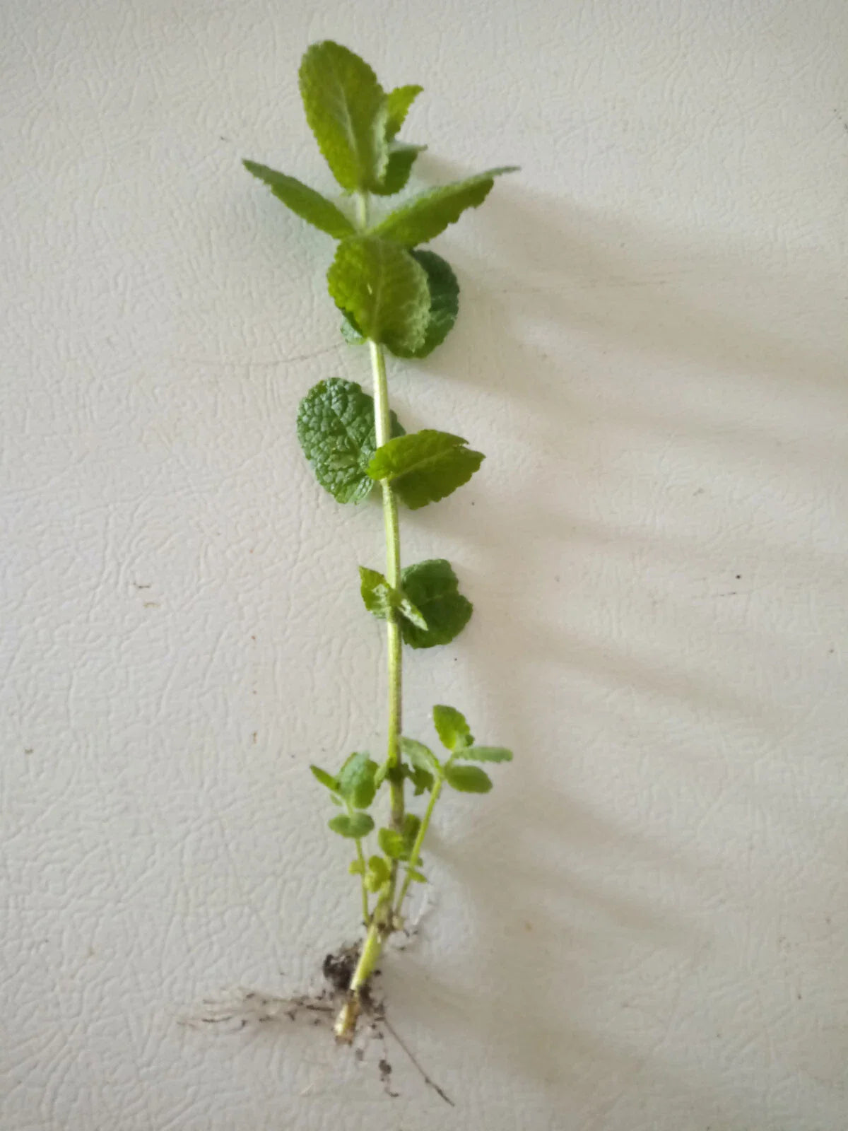 Apple Mint Cuttings - 10 Wooly Mint Plants (Mentha suaveolens) - Ready to Plant, Fresh Herbs for Garden or Indoor Use