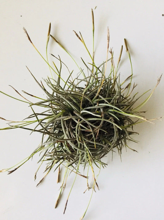 Giant Tillandsia Recurvata Ball Clusters - Bulk Air Plant Texas Ball Moss - Unique Home Decor