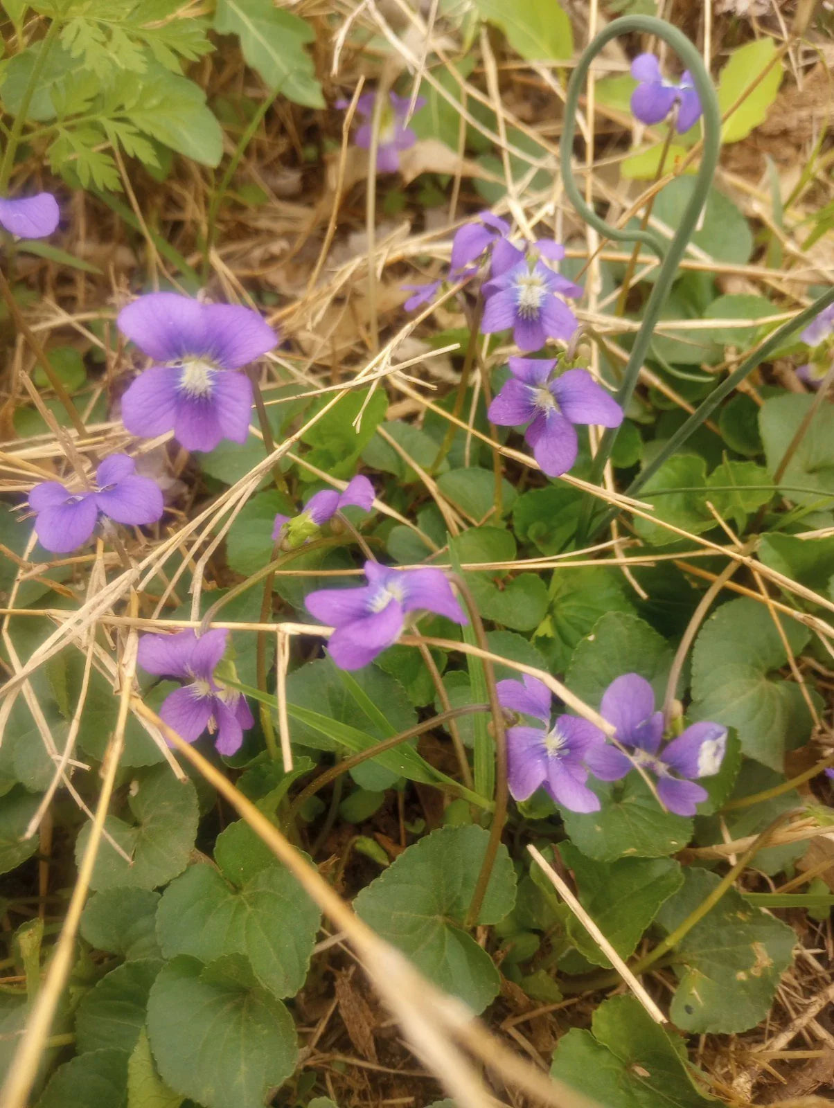 Wild Violet Flower Plant Bareroot Rhizomes Purple Viola odorata - Pack of 12 Bulbs for Gardens and Landscaping