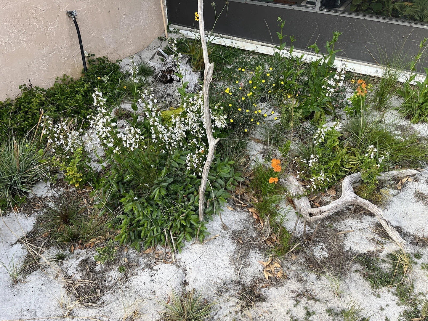 Native Wildflower Seeds Mix - Wildflower Variety for Pollinators - Eco-Friendly Planting - Non-GMO, Perennial Mix