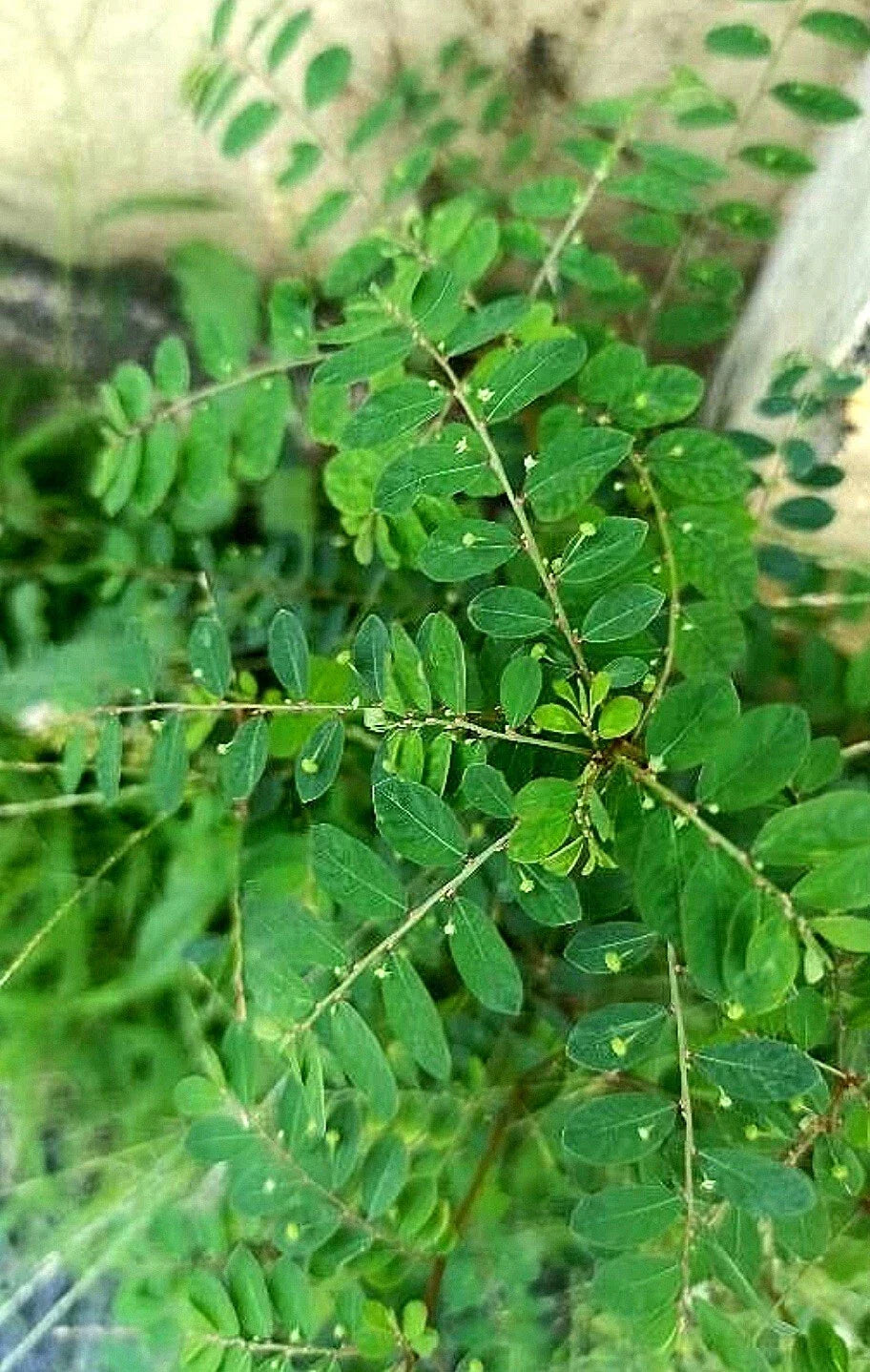 50+ Organic SHANKA PIEDRA Seeds, Stonebreaker Herb (Phyllanthus niruri), Heirloom Seeds for Herbal Remedies, 12/2024