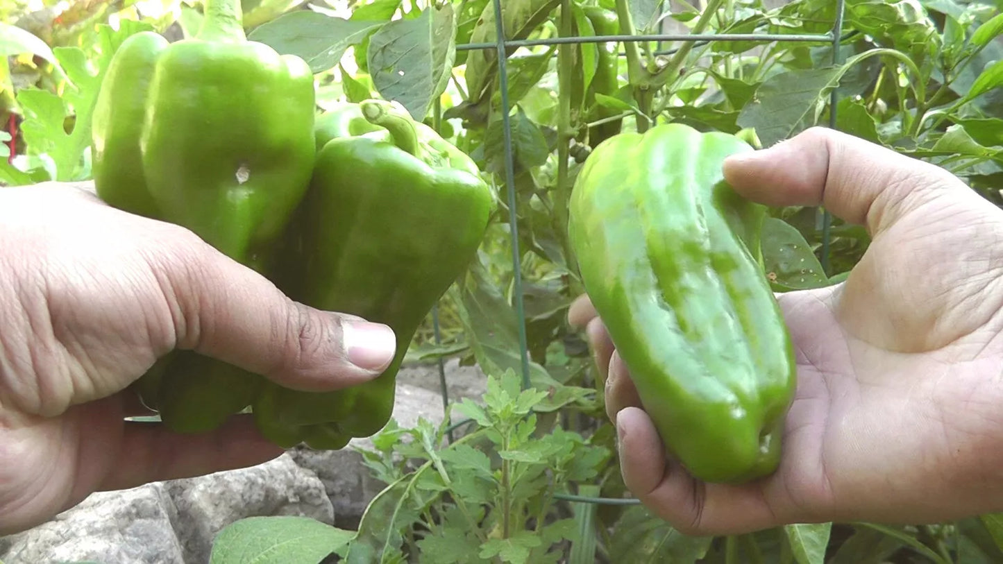 Sweet Pepper Seeds 500 Count Big Bertha Capsicum annuum Red Elongated Bell Pepper for Stuffing, Thick-Walled, 7-Inch Long