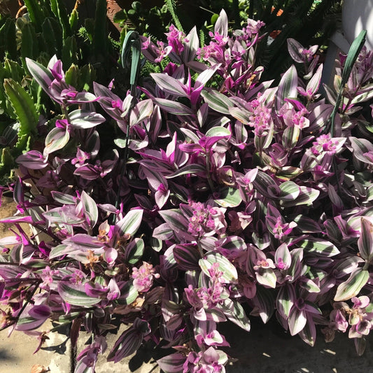 Tradescantia Nanouk Cuttings - 7 Healthy Stem Cuttings for Propagation - Vibrant Pink, Green & White Foliage