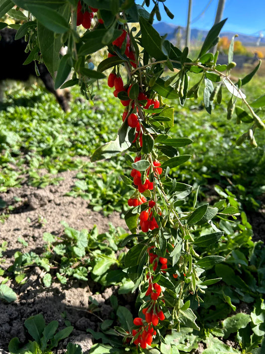 Goji Berry Plant - Live Rooted ~6" Tall - Wolfberry - Superfood Miracle Fruit - Perfect for Home Gardens