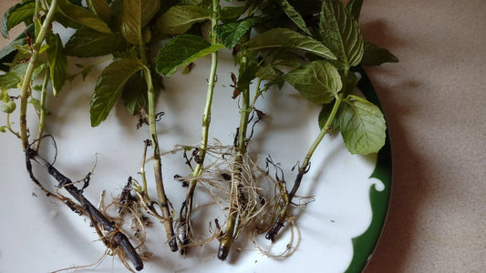 5 Rooted Mojito Mint Plants | Mentha villosa | Organic Non-GMO Cuttings | Cuban Mint for Cocktails, Tea, & Garden | Heirloom Herb