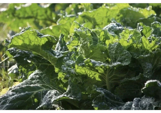 Mustard Green Seeds - 100 Pack Florida Broad Leaf Organic Heirloom Non-GMO Edible Garden