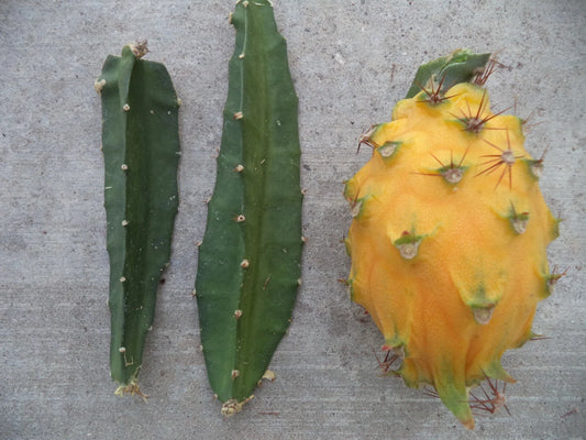 Yellow Dragon Fruit Cutting 3"-4" Palora Variety Fresh Plant (Hylocereus undatus)