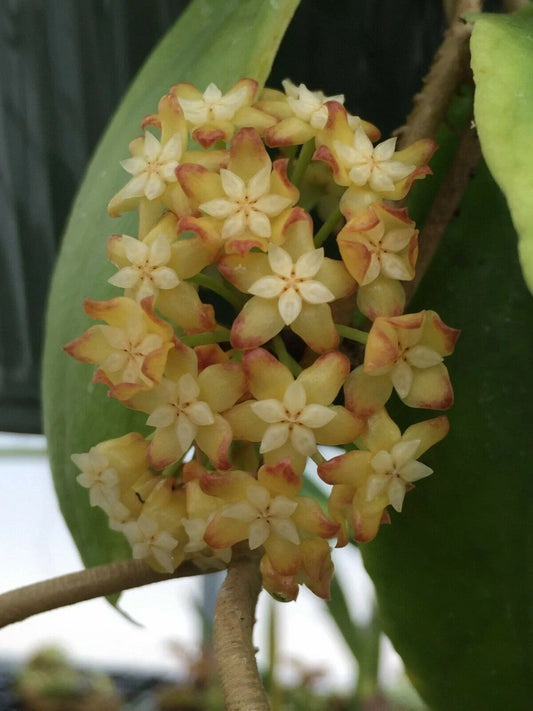 Hoya Crassicaulis Plant in 3" Pot, Rare Hoya, Rooted Tropical Houseplant, Easy Care Indoor Plant, Perfect for Collectors.