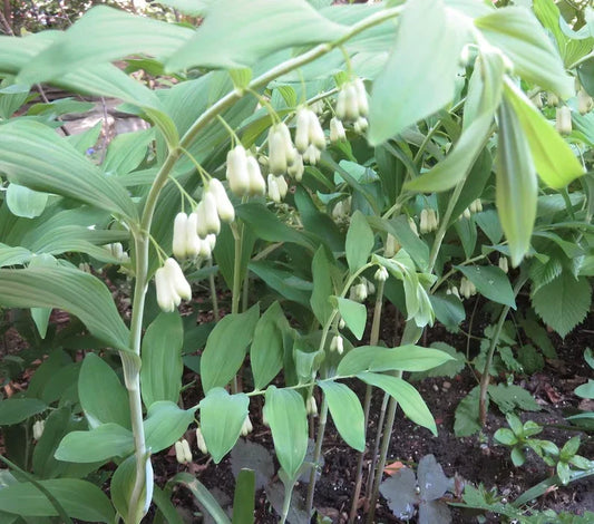 Wild Solomon's Seal Plant Bare Root 5-Pack Polygonatum Biflorum Transplant