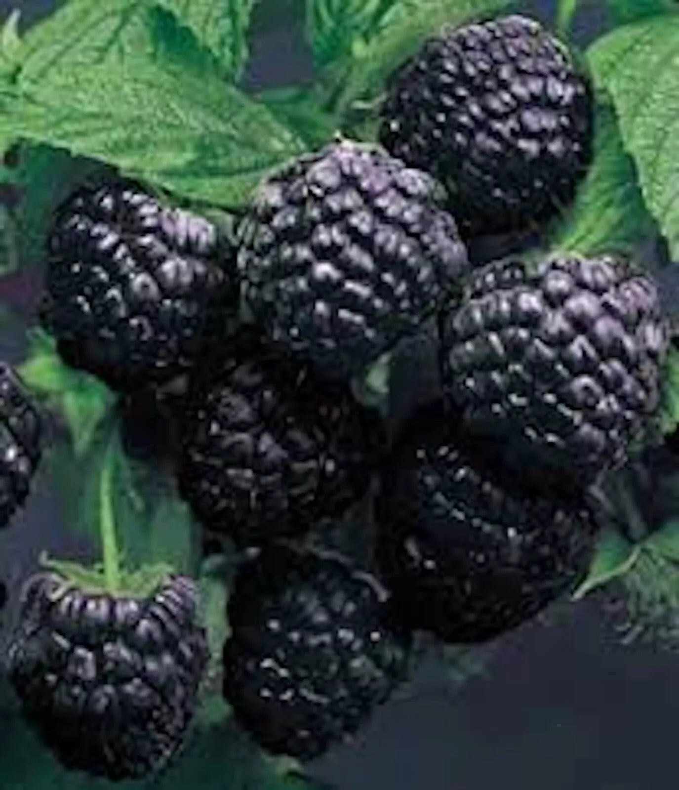 Cumberland Black Raspberry Plant 1-2 Year Old Rubus occidentalis Hardy Fruit Plant, Disease-Resistant, Sweet-Tart Flavor