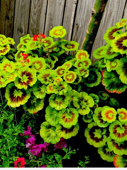 Variegated Geranium Cuttings, 6” Each, 3 Beautiful Cuttings, Pelargonium spp.