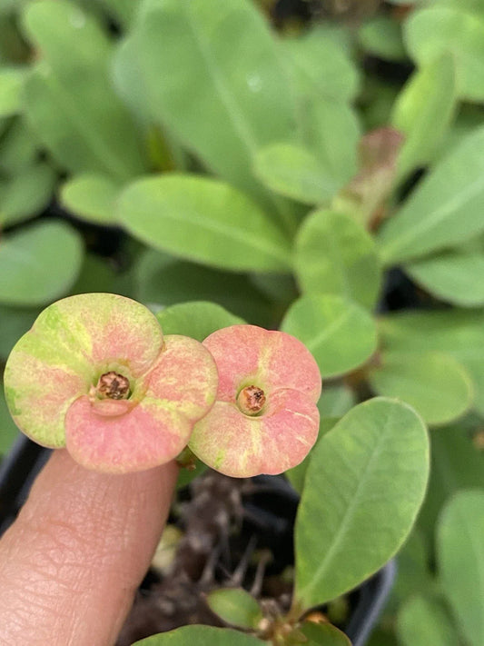 Pink Crown of Thorns Live Plant - Well-Rooted Euphorbia Cactus, Colorful Succulent for Indoor Gardening
