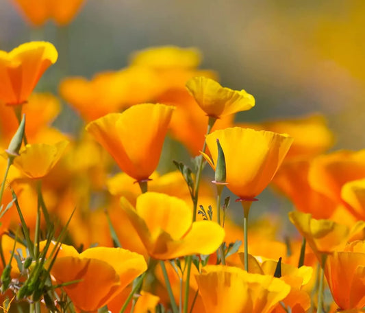California Poppy Flower Seeds 2,500 Count - Eschscholtzia californica - Bright Yellow Orange Annual Wildflower Seeds