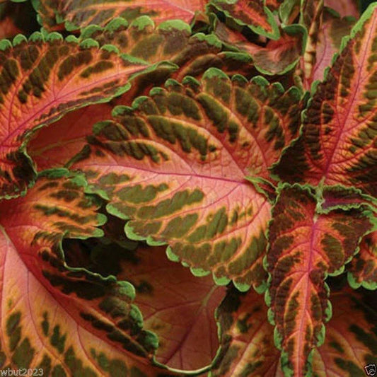 Coleus Seeds - Wizard Coral Sunrise - 40 Fresh Seeds - Colorful Foliage - Perfect for Gardens (Solenostemon scutellarioides)