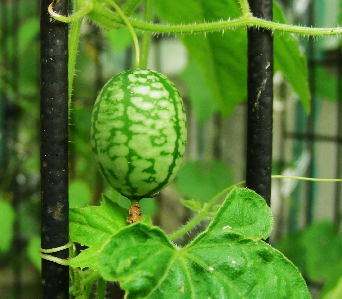 Mouse Melon Seeds - 20+ Organic Mexican Sour Gherkin Cucumber for Container Gardening - Perfect for Home Growers
