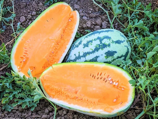 Tendersweet Orange Watermelon Seeds - Heirloom, NON GMO, Fresh - 50+ Seeds (Citrullus lanatus)
