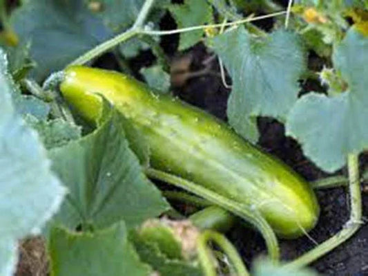 Cucumber Seeds - Long Green Improved Heirloom - Non-GMO - 25+ Seeds - Cucumis sativus