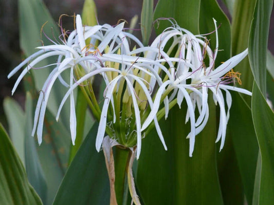 Set of 10 Rooted White Spider Crinum Lilies Bulk Bundle Lot - Crinum amoenum Starter Plants