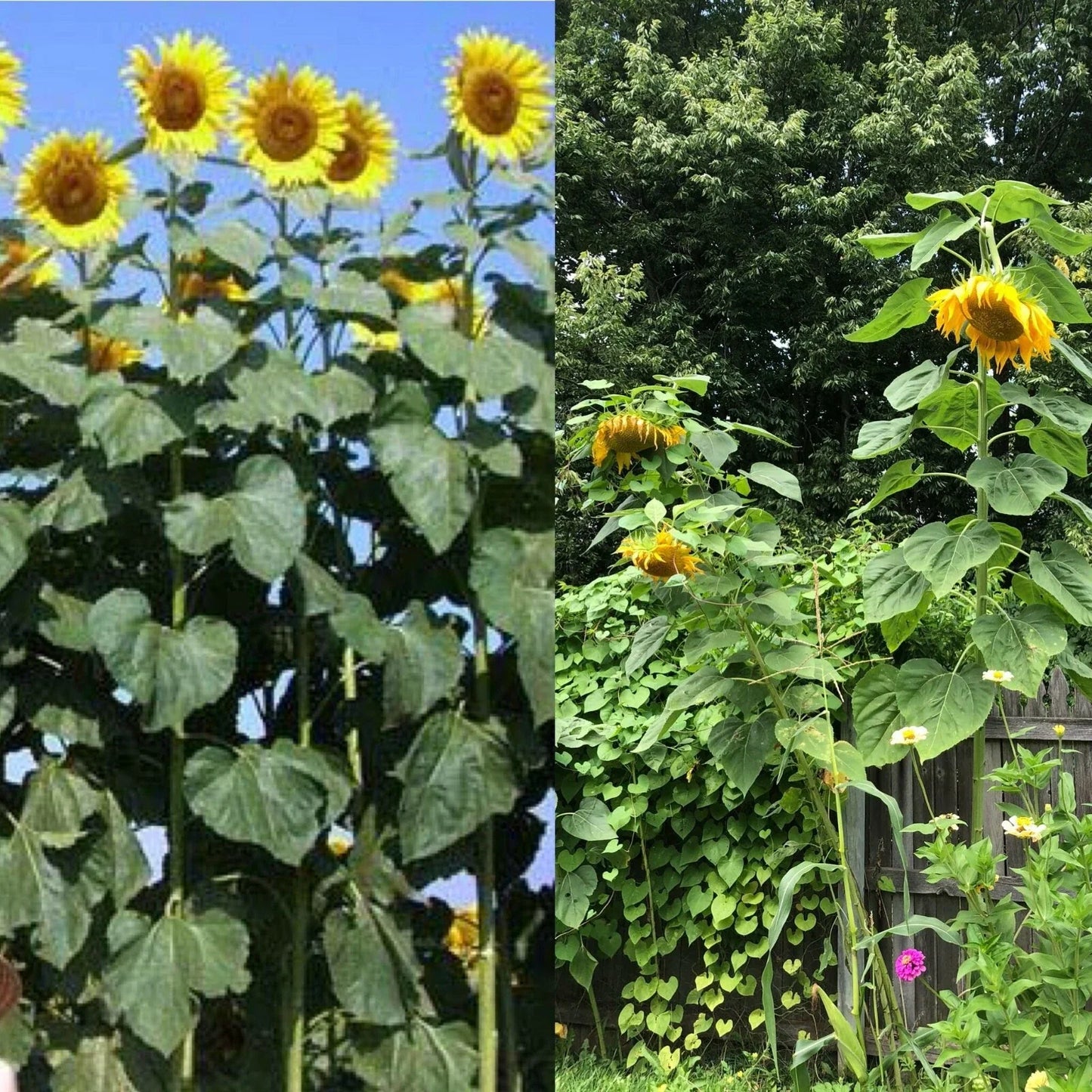 Mammoth Black Russian Sunflower Seeds - 26+ Organic Annual Wildflower, Helianthus annuus, Easy to Grow